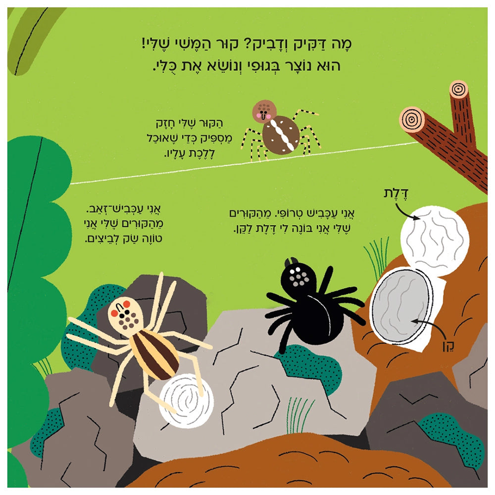 עולם קטן ירוק שלי : עכביש