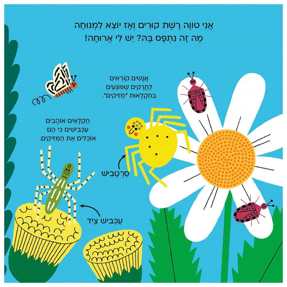 עולם קטן ירוק שלי : עכביש